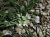 Ornithogalum Sp. / Akyldz