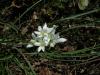 Ornithogalum Umbellatum!!! atalca