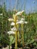 Orobanche Ramosa / Orobanchaceae