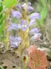 Orobanche Mutelii ! Ist.