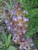 Orobanche Mutelii ! Ist.