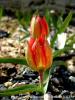 Tulipa Sp.