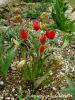 Tulipa Sp.