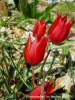 Tulipa Sp.