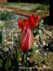 Tulipa Orphanidea