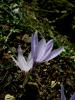 Crocus Pallasii Subsp. Pallasii