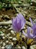 Crocus Pallasii subsp. Turcicus