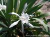 Pancratium Maritimum / Kum Zamba