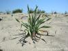 Pancratium Maritimum / Kum Zamba