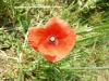 Papaver Dubium ! / Gelincik