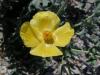 Glaucium Flavum ( Papaveraceae )