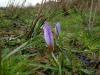 Crocus Pestalozzae Var. Caeruleus