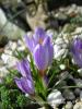 Crocus Pestalozzae  Var Caeruleus