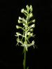 Platanthera Bifolia Orkide Ist.