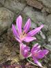 Colchicum Polyphyllum