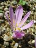 Colchicum Polyphyllum