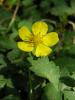 Potentilla Reptans (rosaceae)