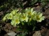 Primula vulgaris Subsp. Sibthorpii / Meneke