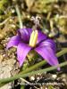 Romulea Tempskyana / Fethiye