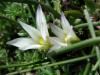 Romulea columnae ssp. columnae / Iridaceae