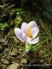 Crocus Rujanensis