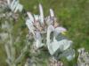 Salvia Aethiopis / Yünlü Adaçayı