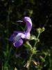 Salvia Sp. / Alibeyky Baraj