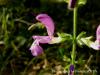 Salvia Sp. neada