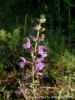 Salvia Sp. neada