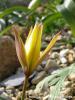 Tulipa Sylvestris