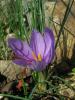 Crocus Sativus / Safran