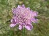 Scabiosa Columbaria (Dipsacaceae)