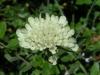 Scabiosa Columbaria Subsp. Ochroleuca (dipsacaceae)