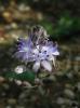 Scilla Autumnalis