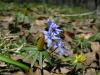 Scilla Bifolia / Mavi Kardelen