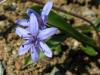 Scilla Bifolia (yaban Smbl)