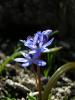 Scilla Bifolia