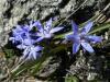 Scilla Bifolia X Chionodoxa