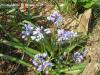 Scilla Bithynica