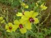 Verbascum Sinuatum ( Scrophulariace )