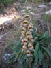 Digitalis Ferruginea ( Scrophulariaceae )