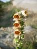 Digitalis Ferruginea ( Scrophulariaceae )