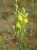 Linaria Genistifolia Subsp. Linifolia