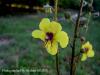 Verbascum Blattaria / Sr Kuyruu