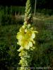 Verbascum Phlomoides! / neada