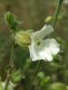 Silene Alba Subsp. Eriocalycina