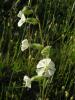 Silene Dichotoma Ssp. Ist.