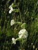 Silene Dichotoma Ssp. Ist.