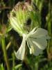 Silene Dichotoma Ssp.