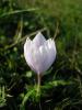 Crocus Pallasii Subs. pallasii